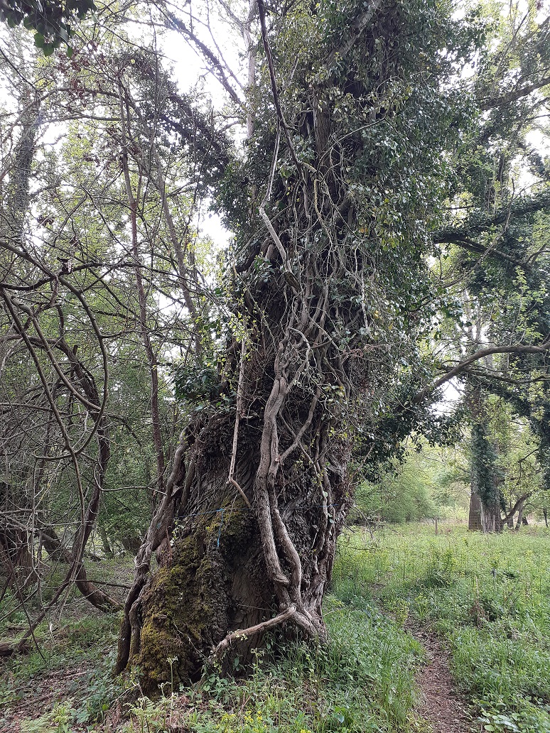 A la rencontre des vieux arbres de la forêt de Brassacou