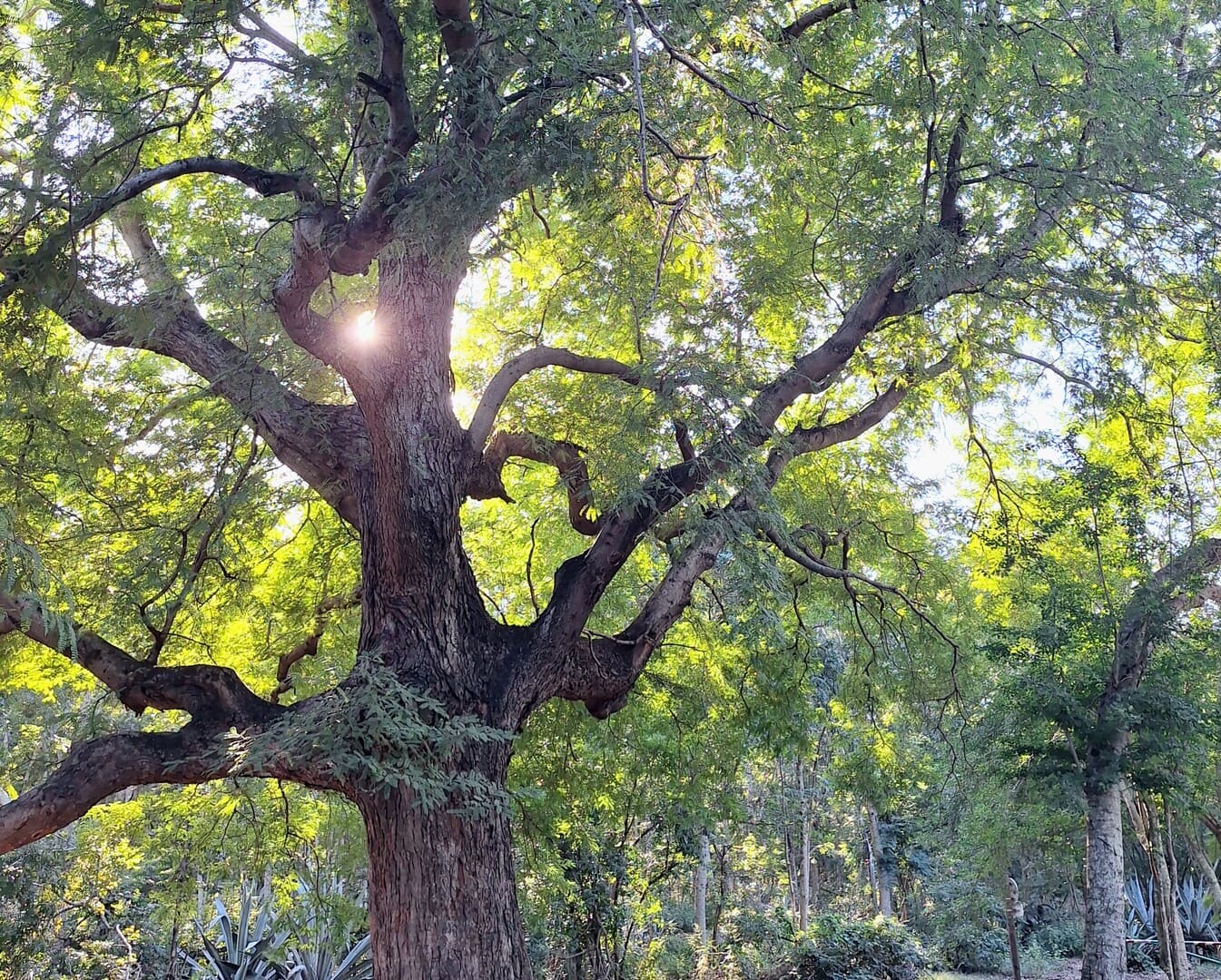 Balade artistique sur la forêt sèche de l’Etang-Salé