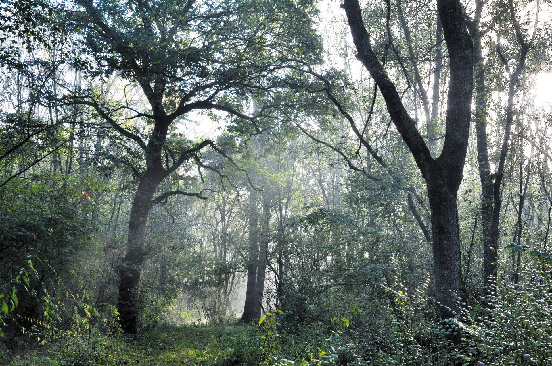 Balade au cœur de la forêt de la Bassée