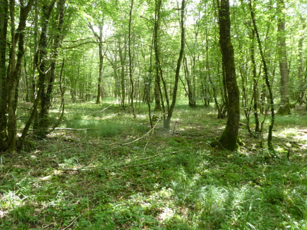 A la découverte de la Forêt de Tardonne