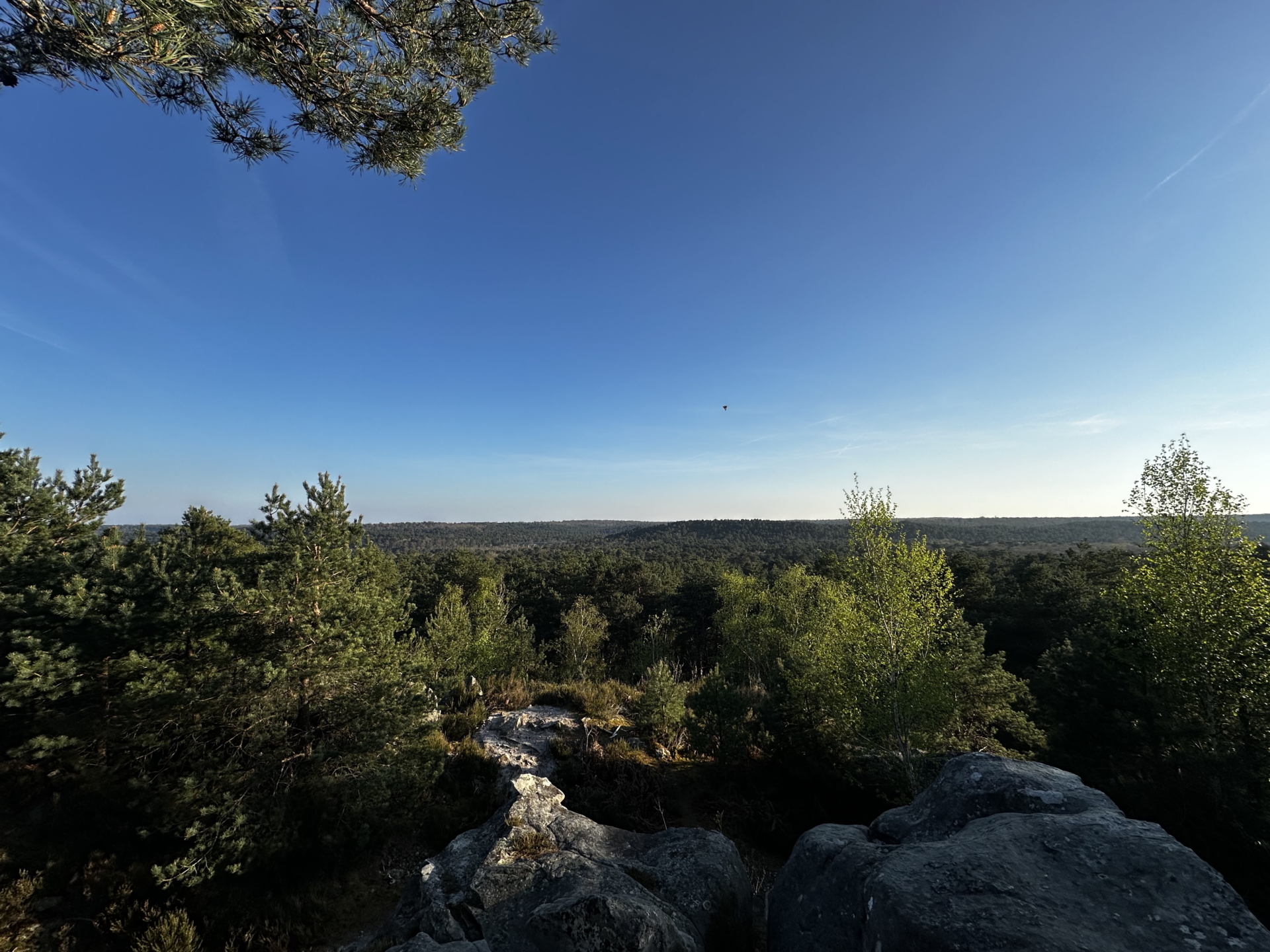 Immersion sensible au coeur de la Forêt de Fontainebleau
