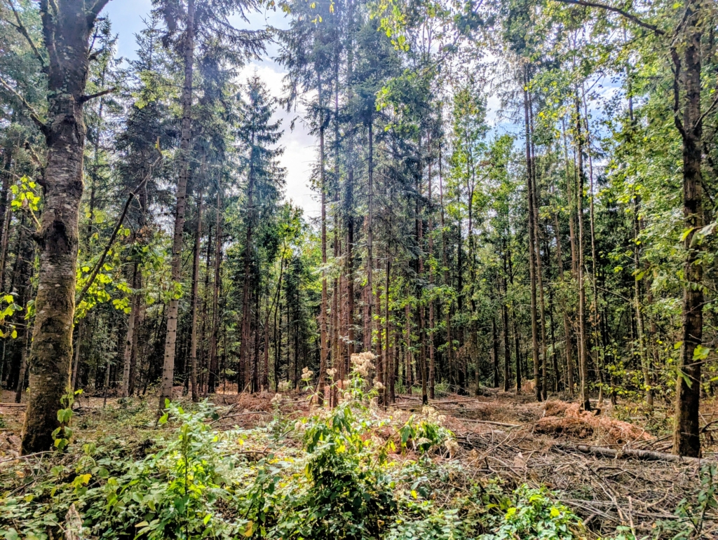 4 chantiers pour adapter la forêt de la Mure