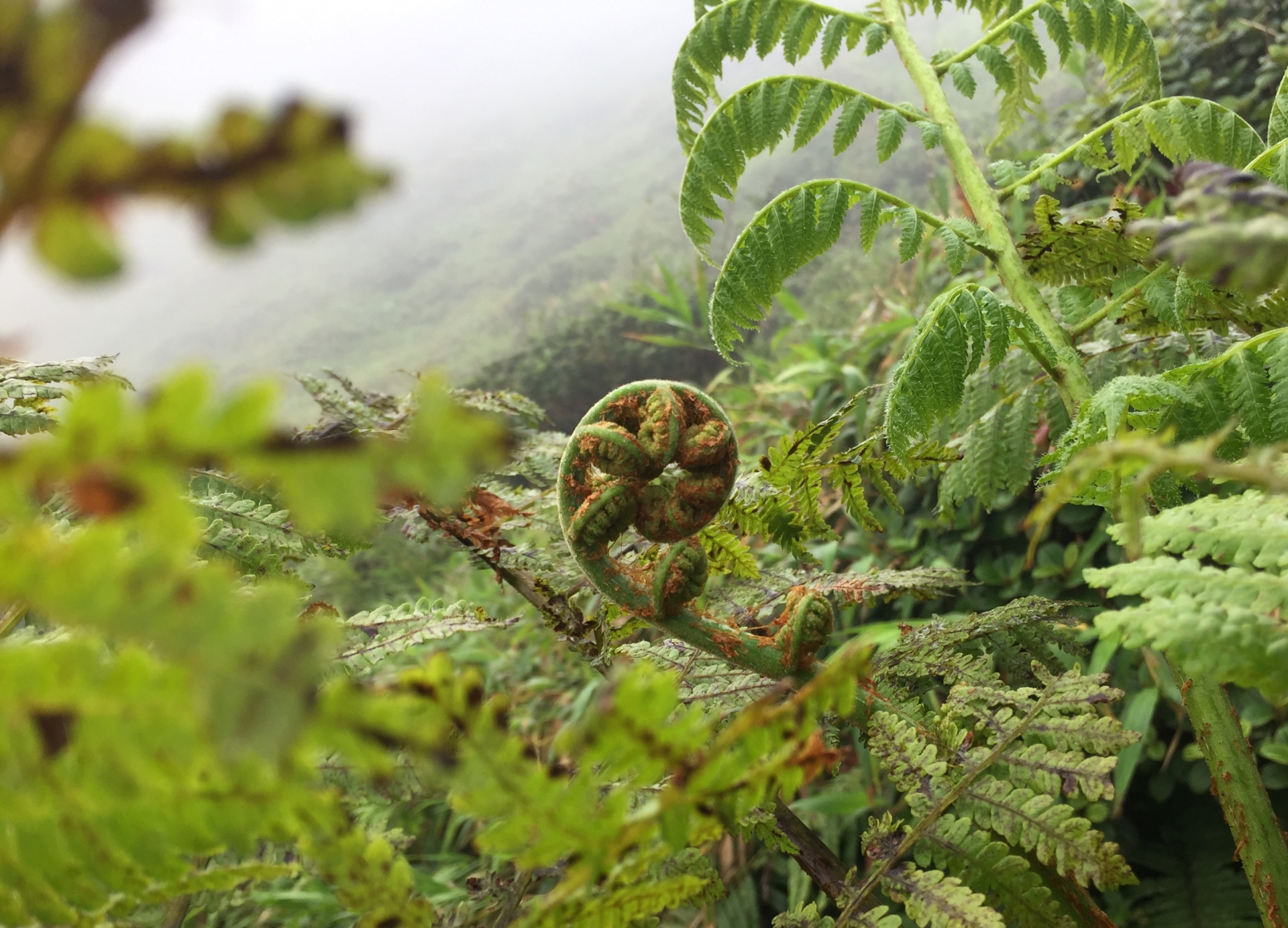 RANDONNÉE-RENCONTRE POUR COMPRENDRE L’IMPACT DU CHANGEMENT CLIMATIQUE SUR LA FORÊT