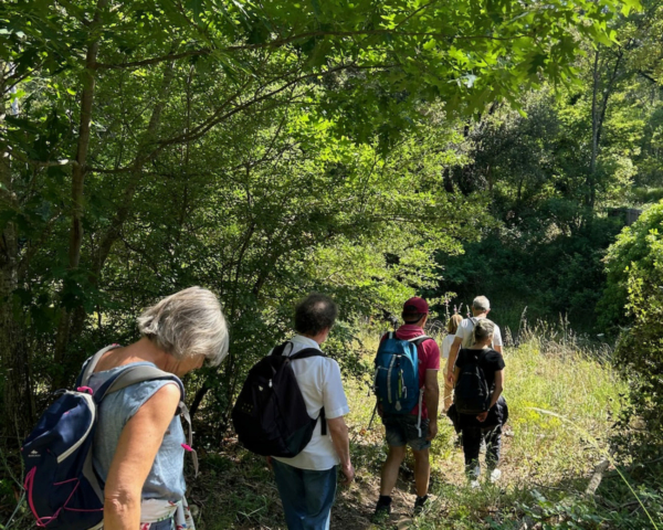 Bain de forêt et cérémonie du thé