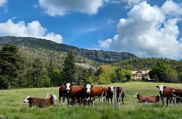 Bain de forêt et cérémonie du thé