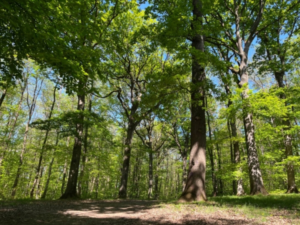 Une semaine d’activités pédagogiques, ludiques et bien-être en forêt de Porchefontaine
