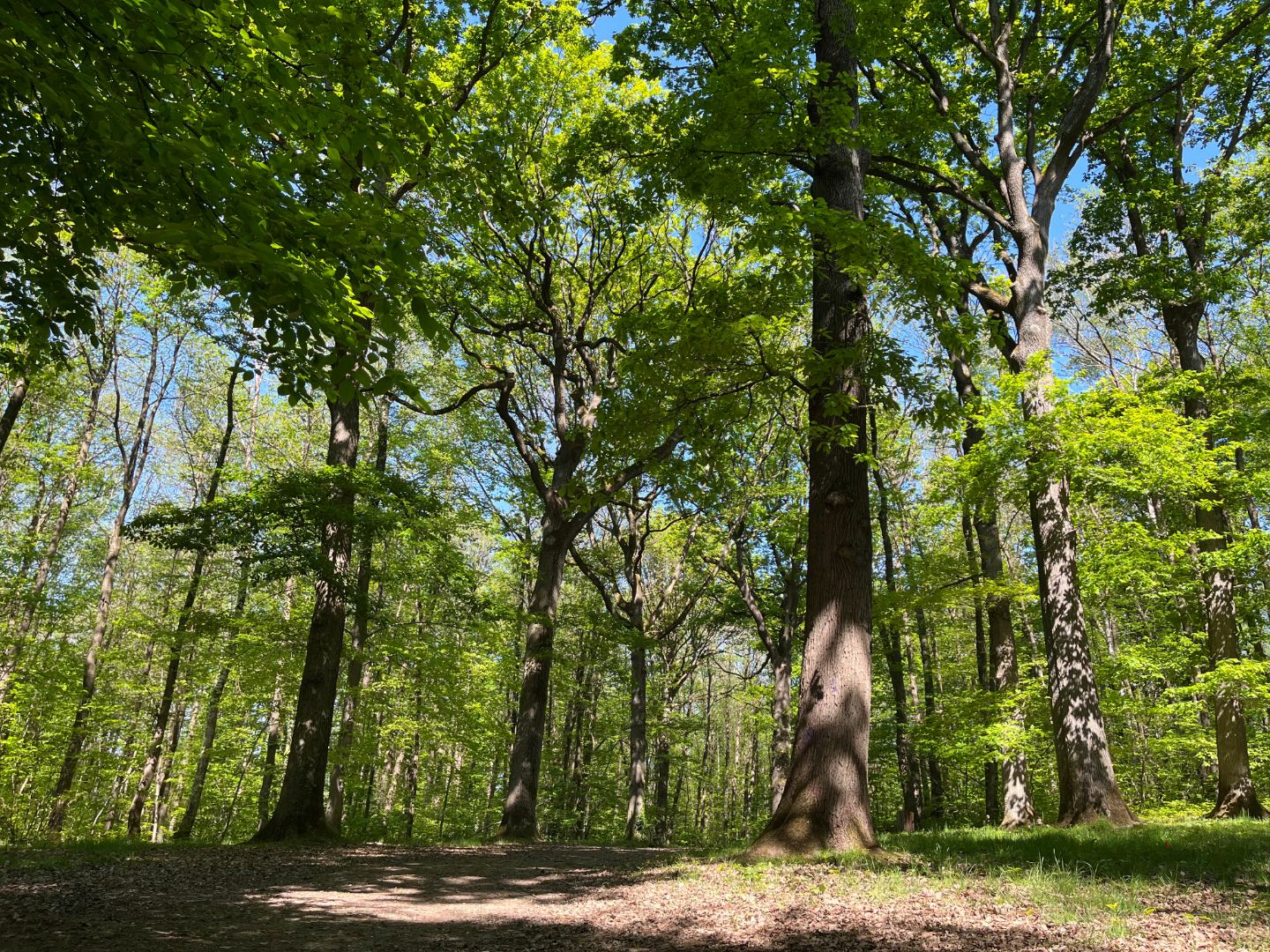 Une semaine d’activités pédagogiques, ludiques et bien-être en forêt de Porchefontaine