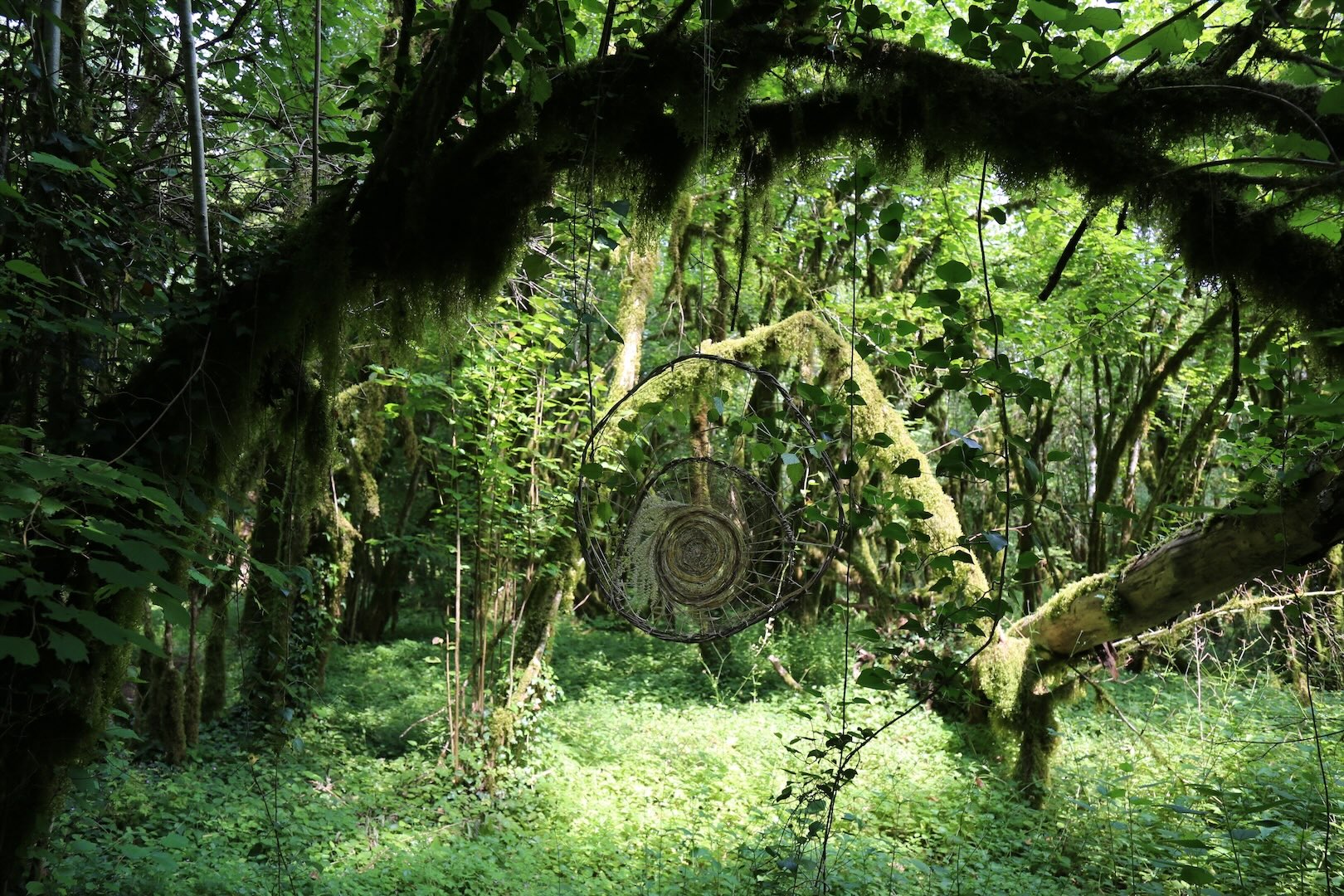 Spectacles et balades sensorielles à la forêt d’Andelot-Morval