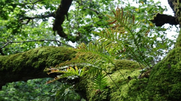 Promenade entre mémoire, nature, et avenir, au cœur d’un patrimoine vivant à découvrir et à préserver
