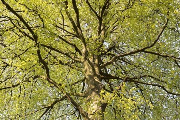 Une soirée à la forêt de Belloy Saint-Léonard