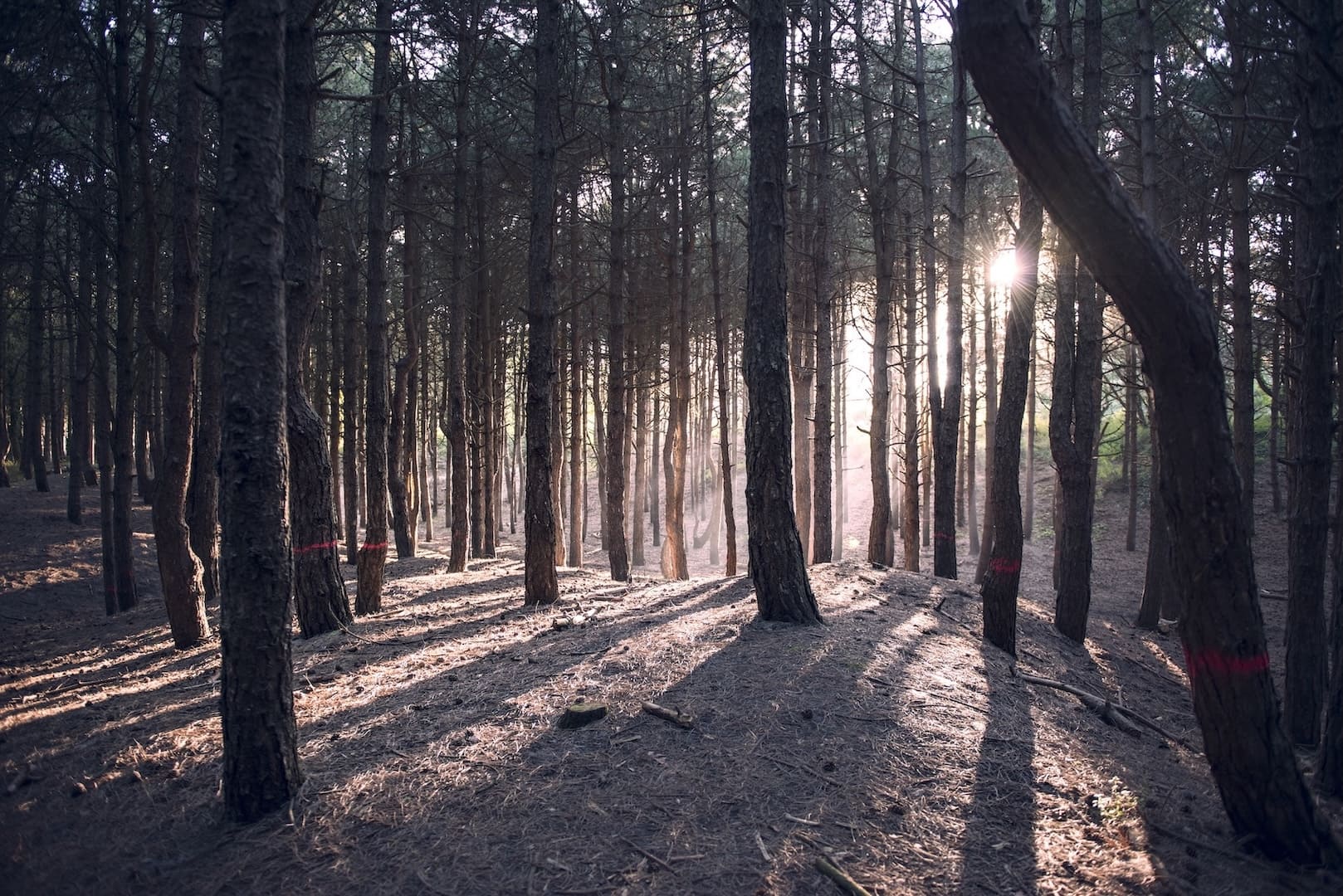 La forêt du Touquet au fil des saisons