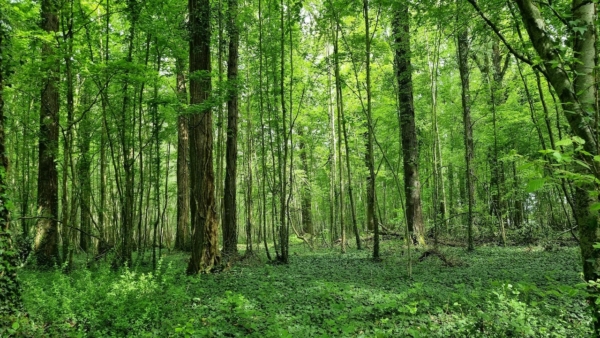 Exposition et randonnée familiale en Forêt du Haut Bois
