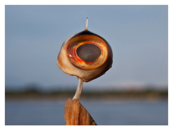 COEXISTENCIA : RENCONTRER L’AMAZONIE