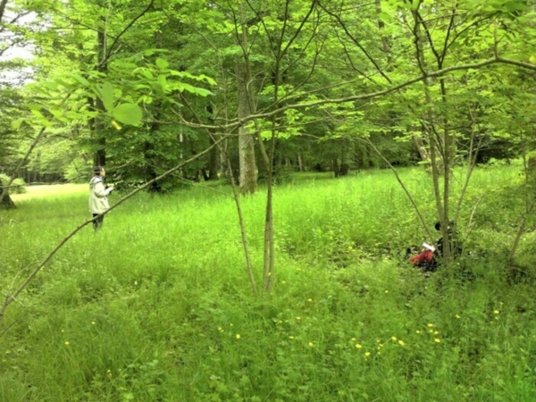 Forêt, comment ça s’écrit ?