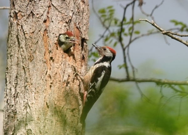 Forêt vivante : à la découverte des oiseaux et de leur habitat