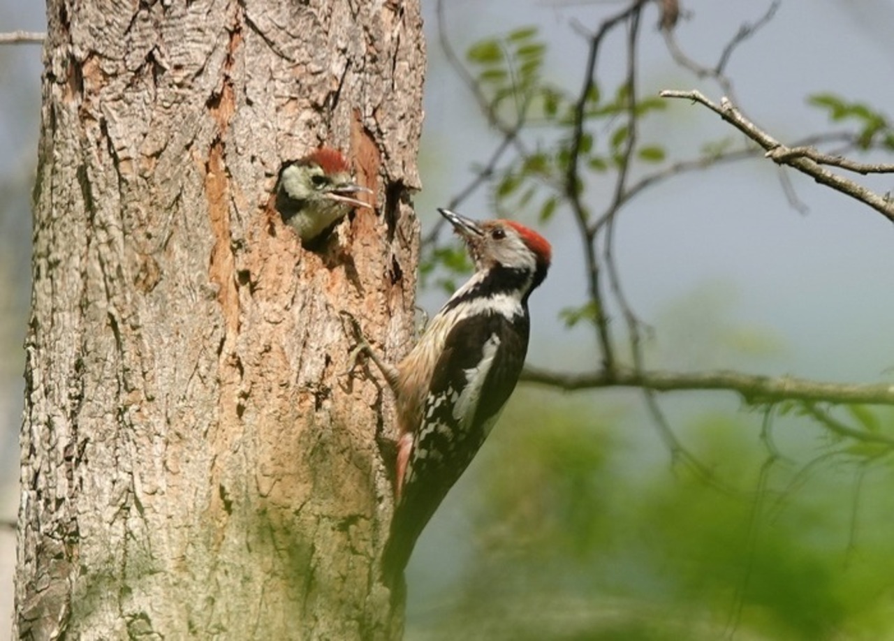 Forêt vivante : à la découverte des oiseaux et de leur habitat