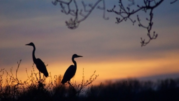 A l’écoute de la faune du Marais de Stors