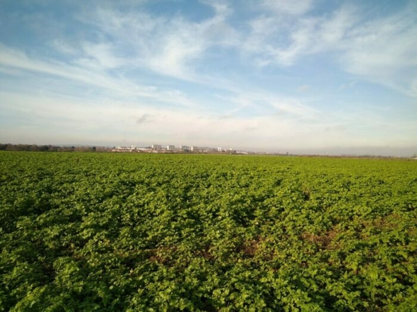 J’écoute, tu chantes, elle bourdonne, vous croassez, elles bruissent
