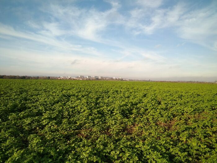 J’écoute, tu chantes, elle bourdonne, vous croassez, elles bruissent