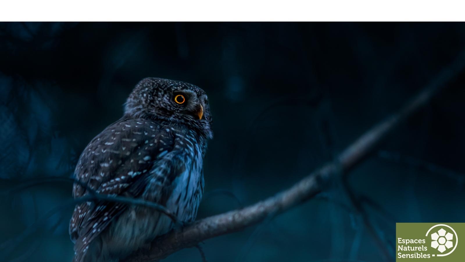 La vie nocturne en forêt