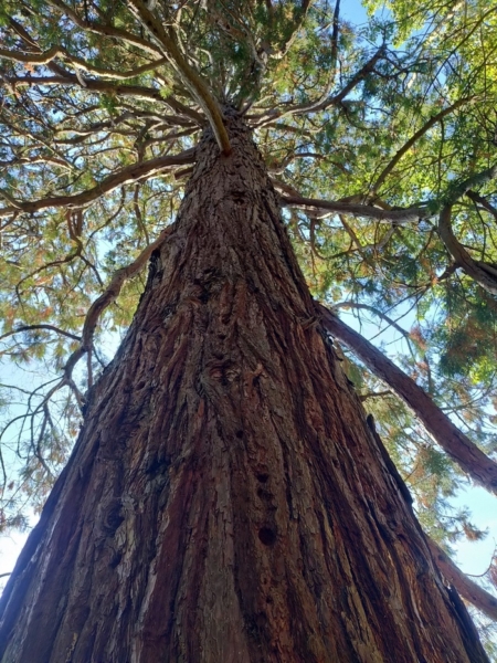 Saviez-vous que les plantes communiquent entre elles ?