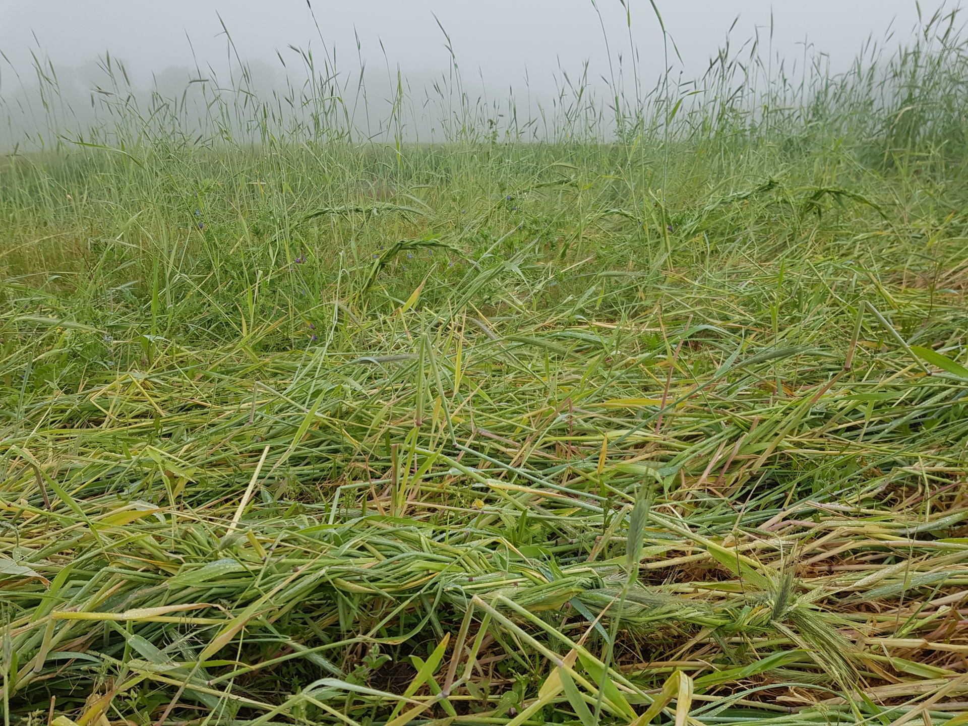 Découvrez la flore le temps d&rsquo;un week-end dans la forêt domaniale des Andaines