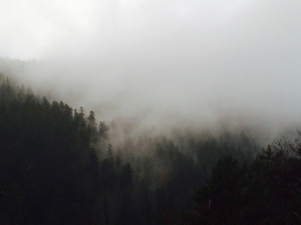 Soirée artistique dans la forêt de Chamatte