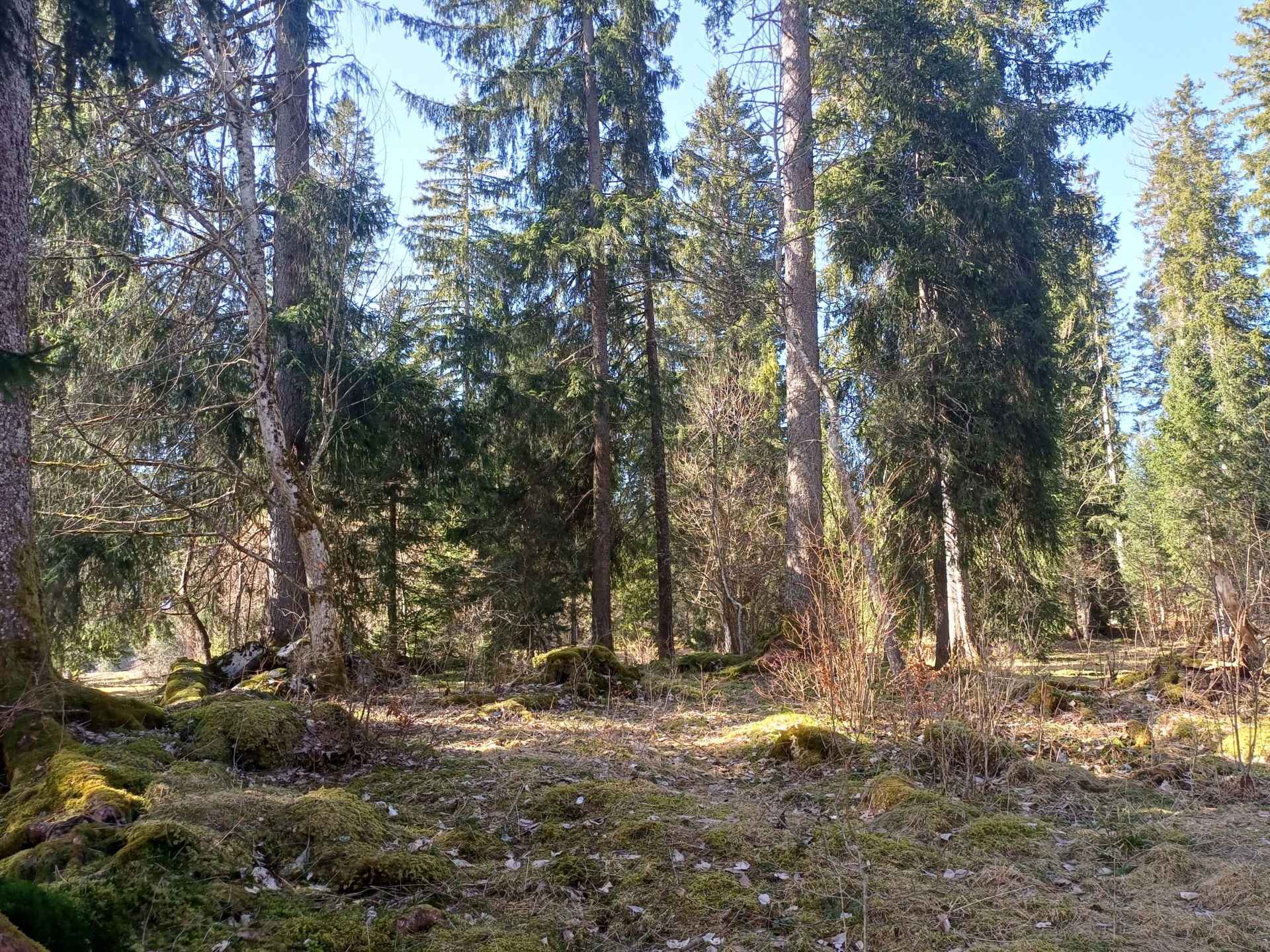 Journée en forêt du Val de Morteau
