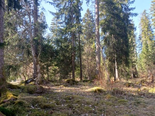 Journée en forêt du Val de Morteau
