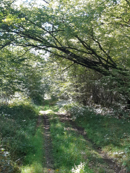 Randonnée dans le bois de Corvisard