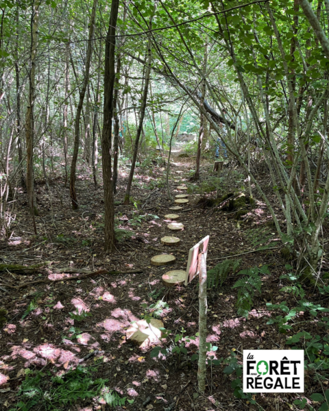 Ateliers ludiques en forêt