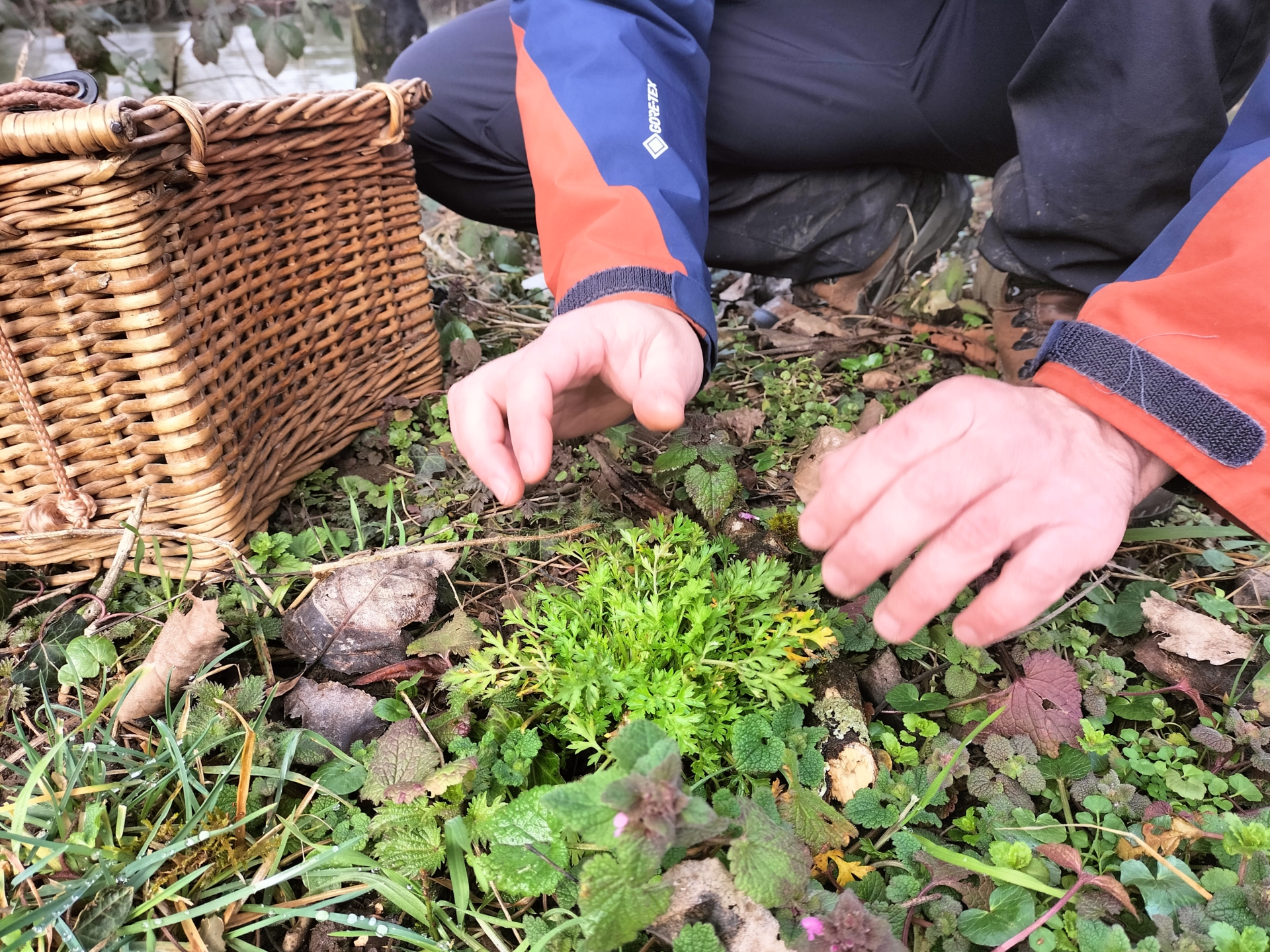 Immersion en forêt de Vandoncourt