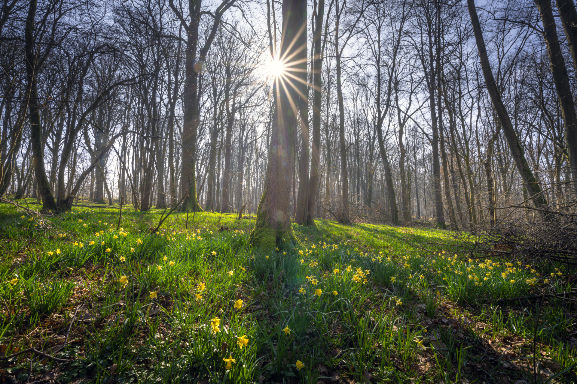 Ateliers en forêt