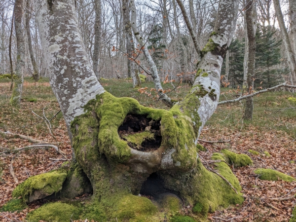 Immersion naturaliste : explorer et comprendre la forêt de Moladier