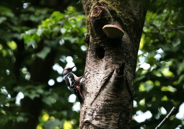 À la découverte des nicheurs forestiers