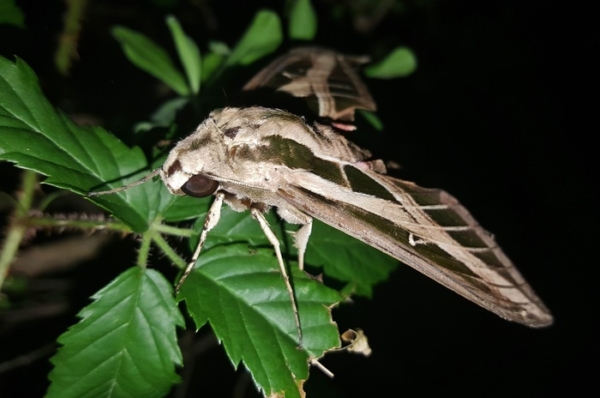 Les insectes de la nuit