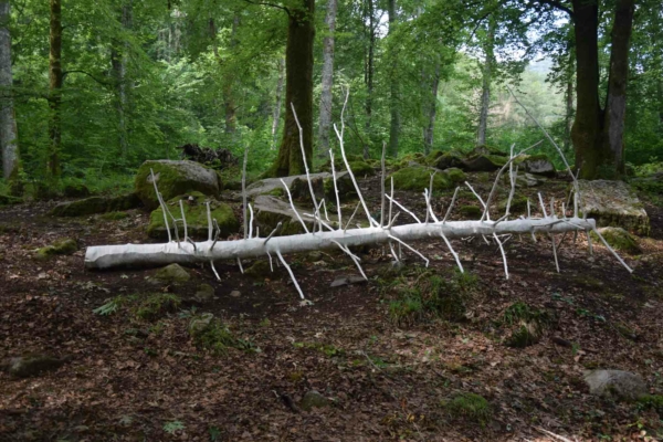 Immergez-vous au cœur du bois de Lourdes