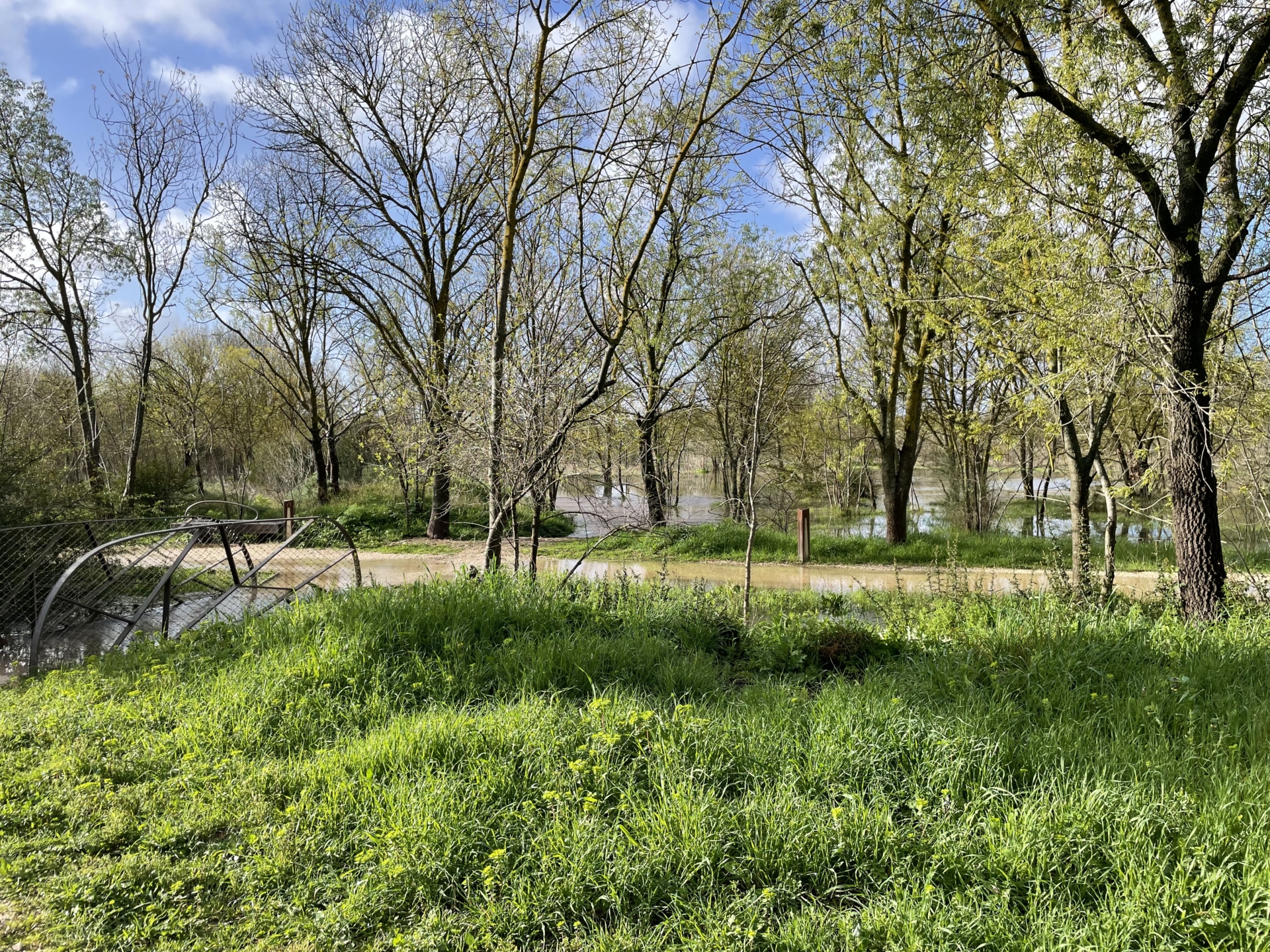 Vendredi 5 juin en forêt du Plan