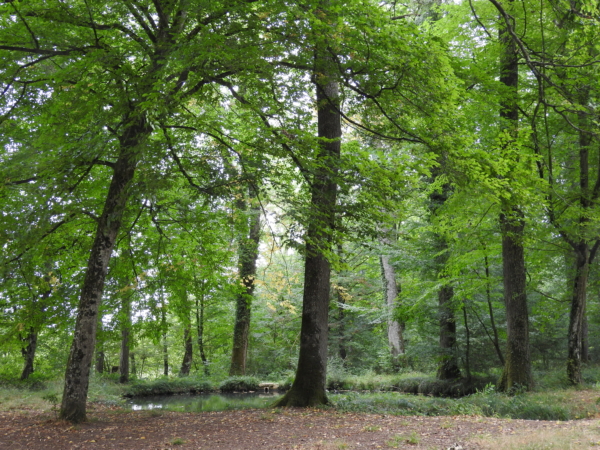 Découvrir en poésie la forêt domaniale des Bertranges