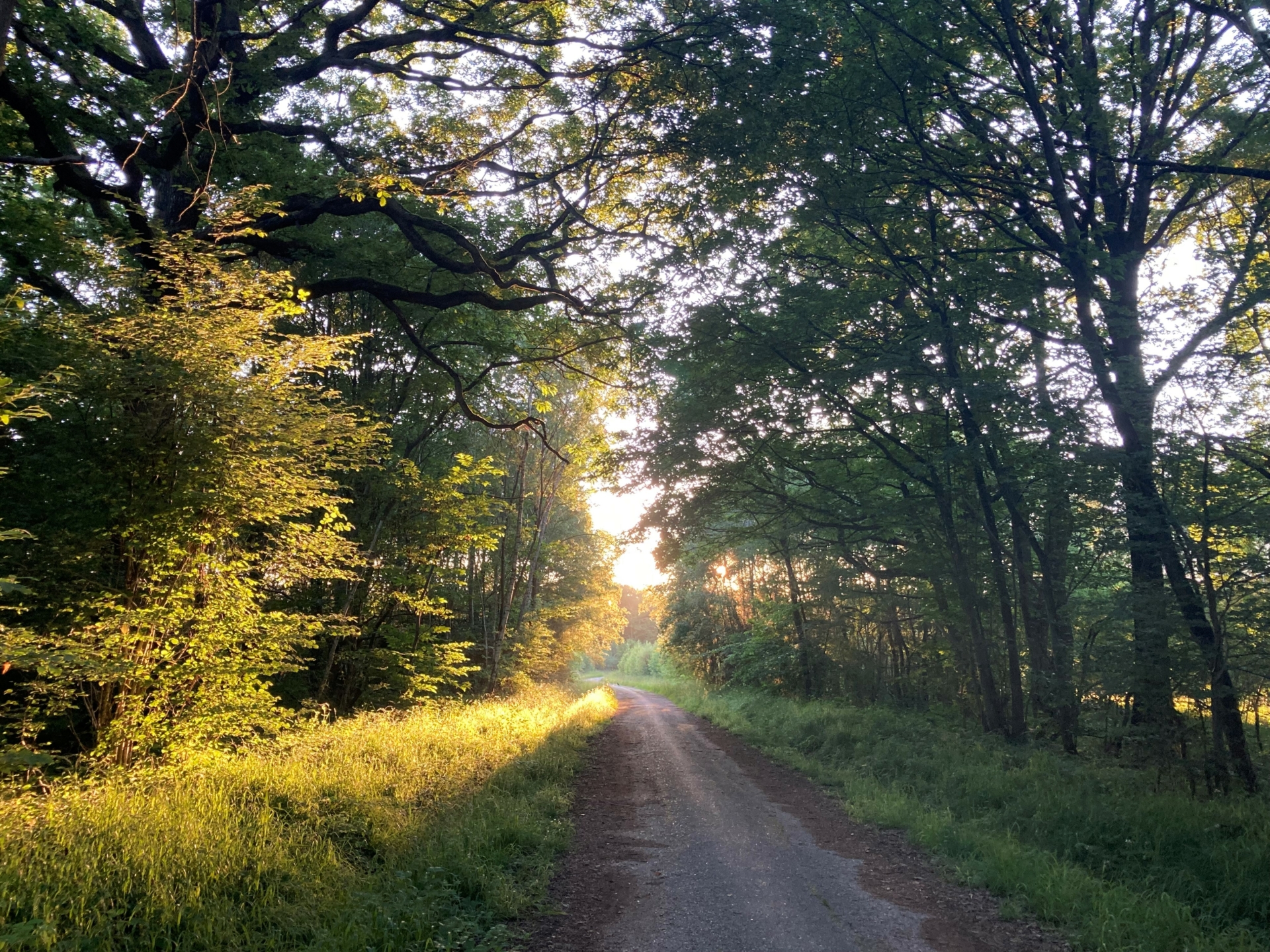 Rendez-vous nocturnes en forêt de Ferrières