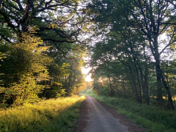 Rendez-vous nocturnes en forêt de Ferrières