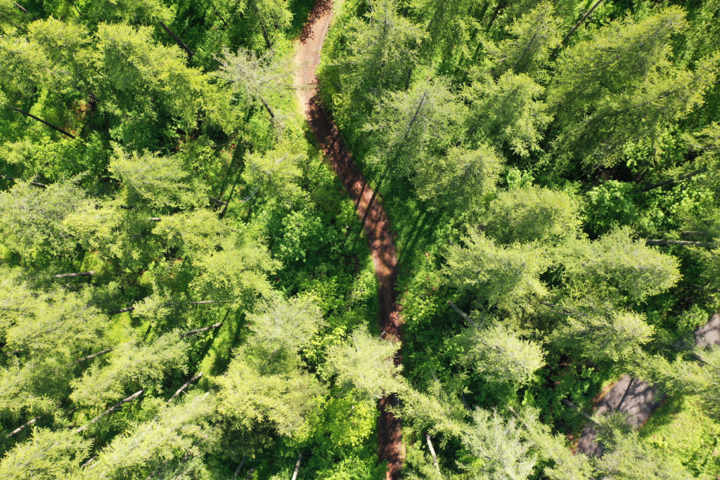 Les sons de la forêt