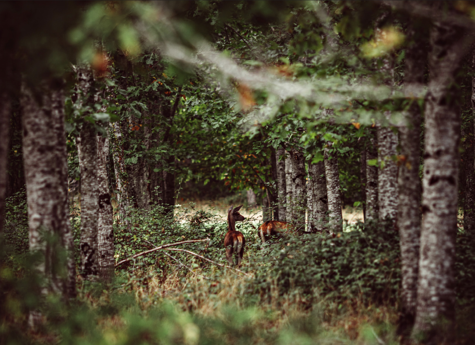 Découvrir l&rsquo;art ancestral des charpentiers japonais