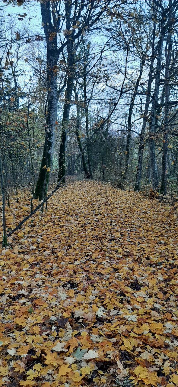 Démonstration de débardage à cheval