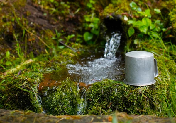 Pique-nique forestier