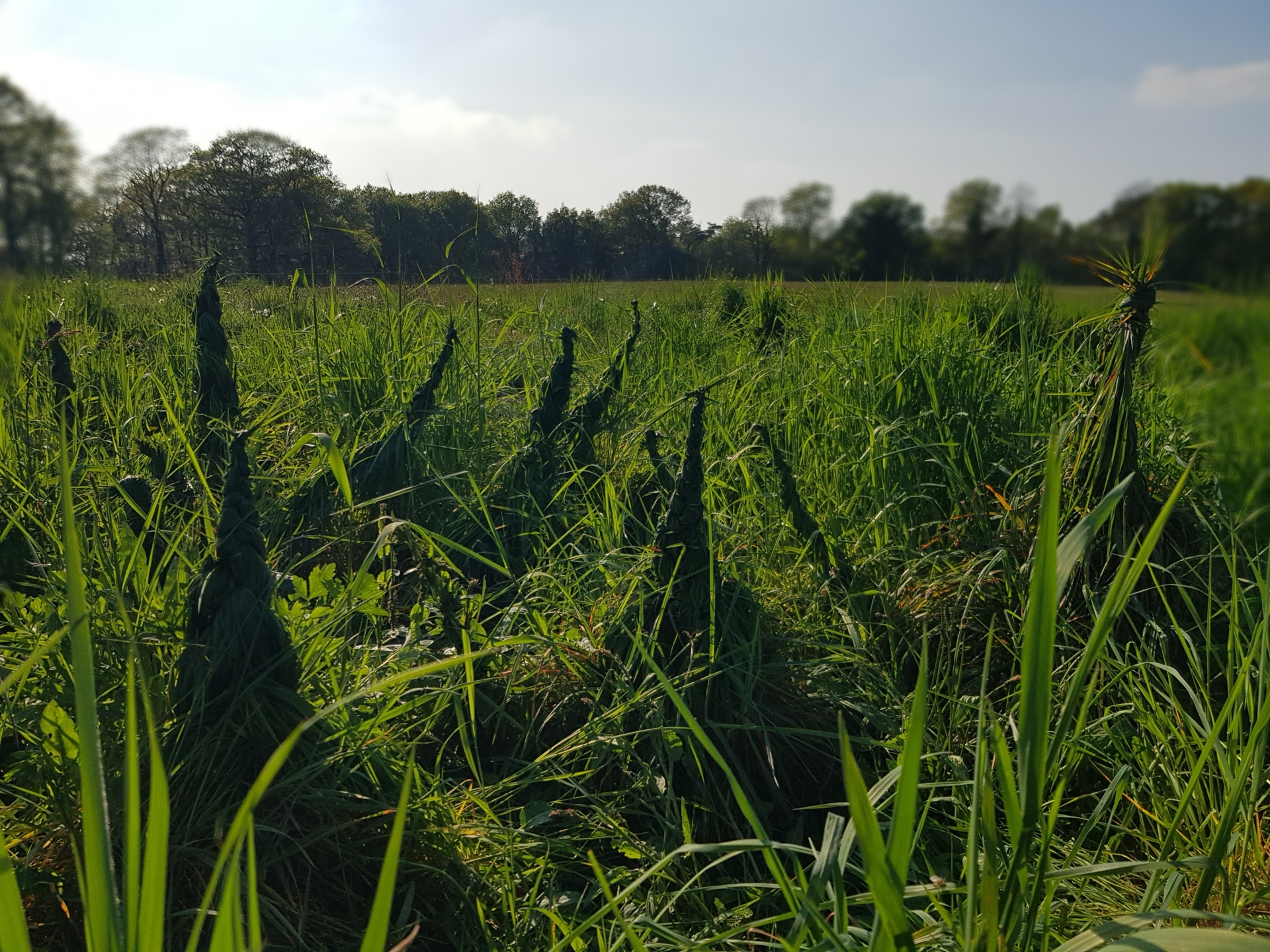 Découvrez la flore le temps d&rsquo;un week-end dans la forêt domaniale des Andaines