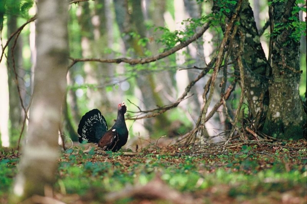 La forêt sous trois regards