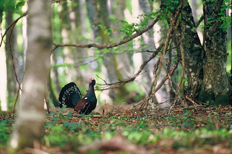 La forêt sous trois regards