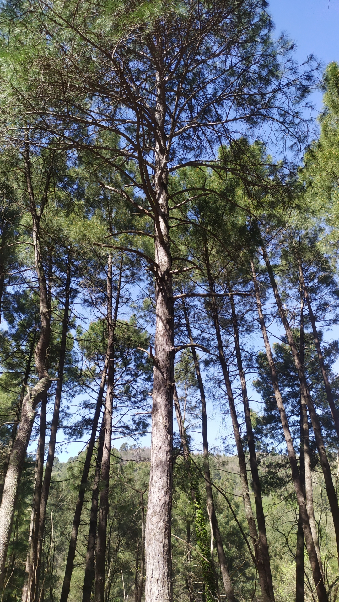 À deux voix et trois sons