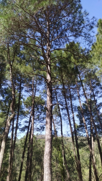 À deux voix et trois sons